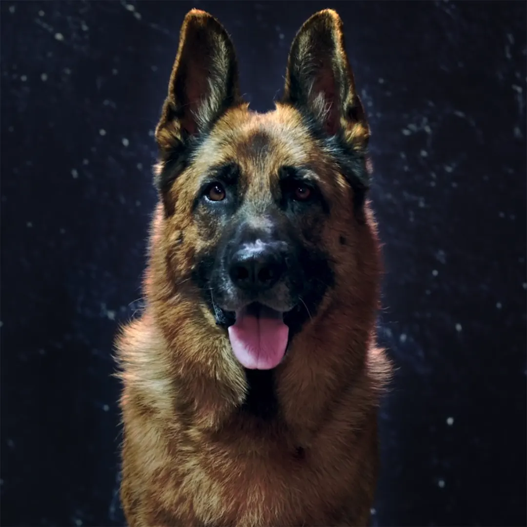 bayer act against lungworm thumbnail 